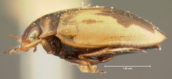 Media type: image;   Entomology 5998 Aspect: habitus lateral view